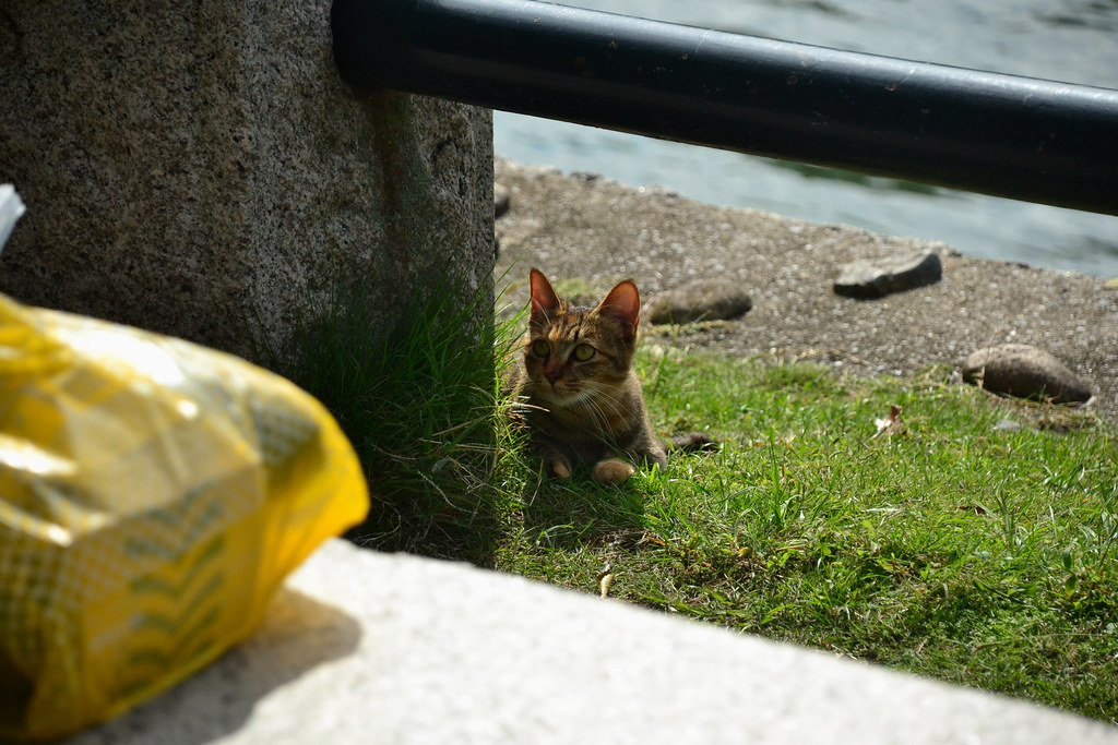 A tabby cat in the grass by a stone wall at the edge of water in Kyoto