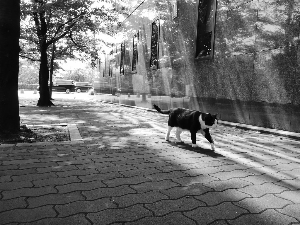 A black and white cat walking along a Kyoto pavement in dappled light