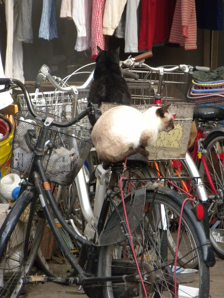 A black cat and a Siamese-pointed cat sitting on parked bicycles outside a Kyoto shop