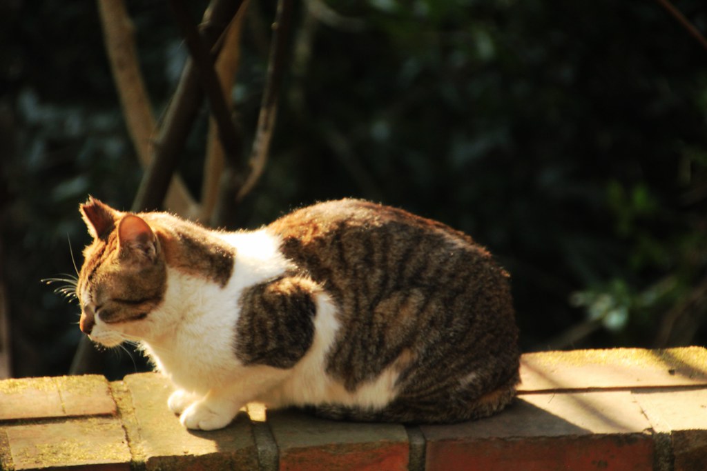 A tabby and white cat on a brick wall along the Philosopher’s Path in Kyoto