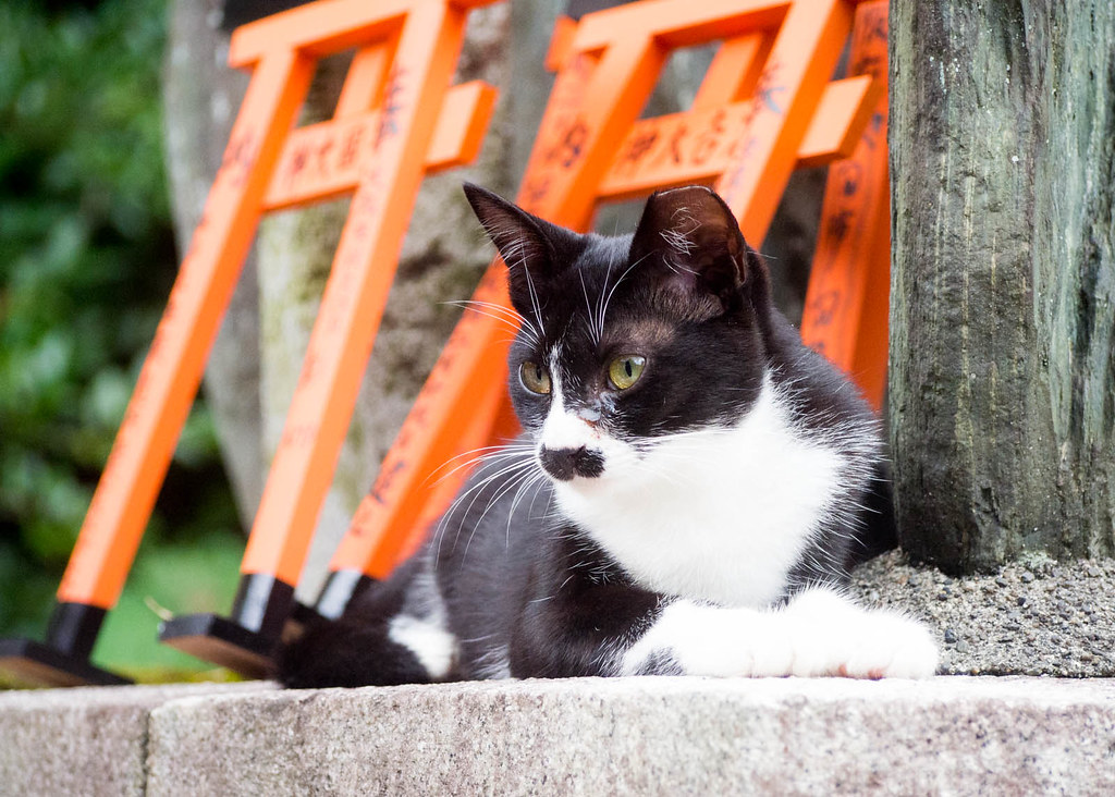 A black and white cat lying beside orange miniature torii gates at Fushimi Inari, Kyoto