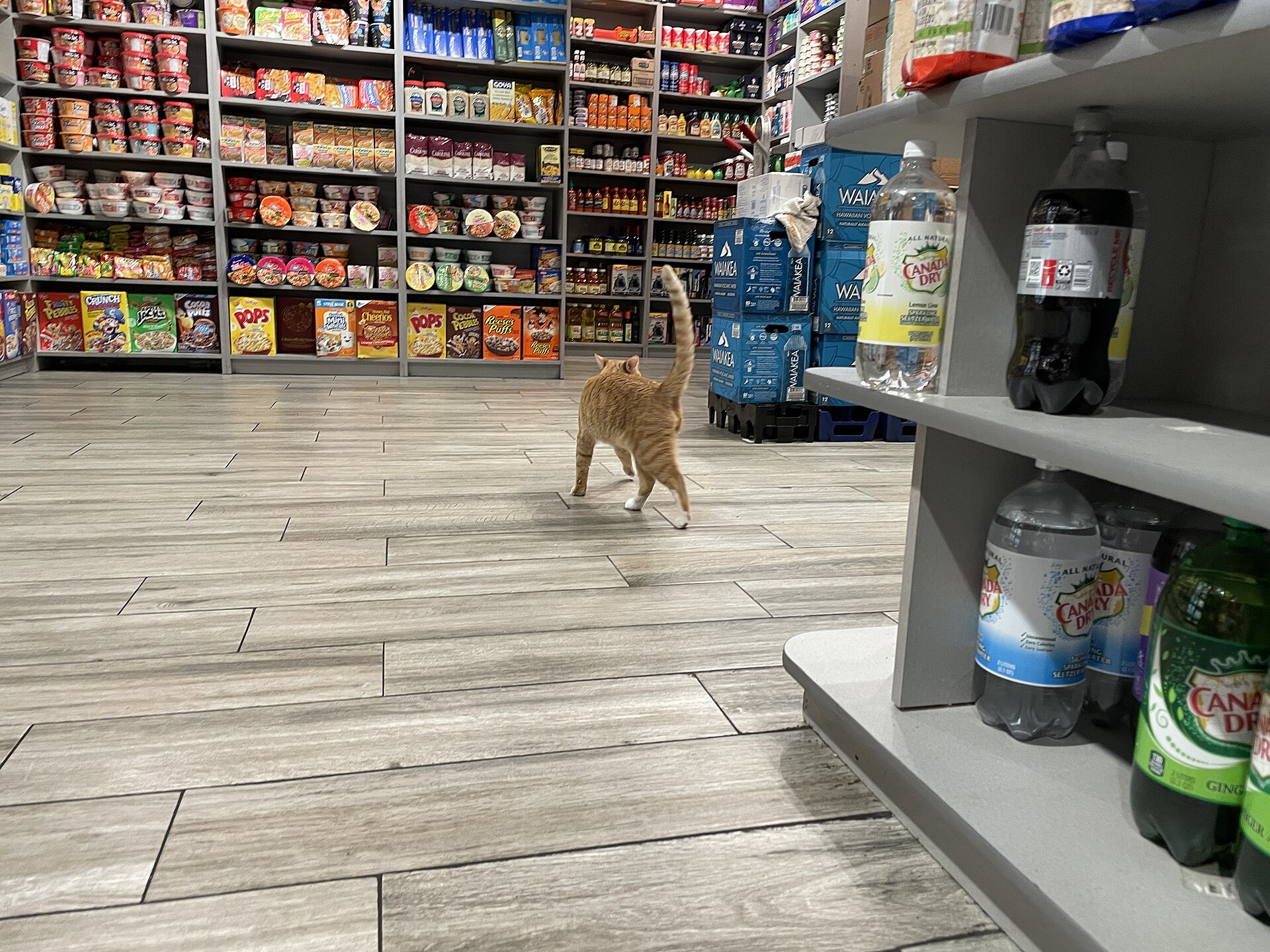 The bodega cat at Heavenly Market IV on Third Avenue in East Harlem