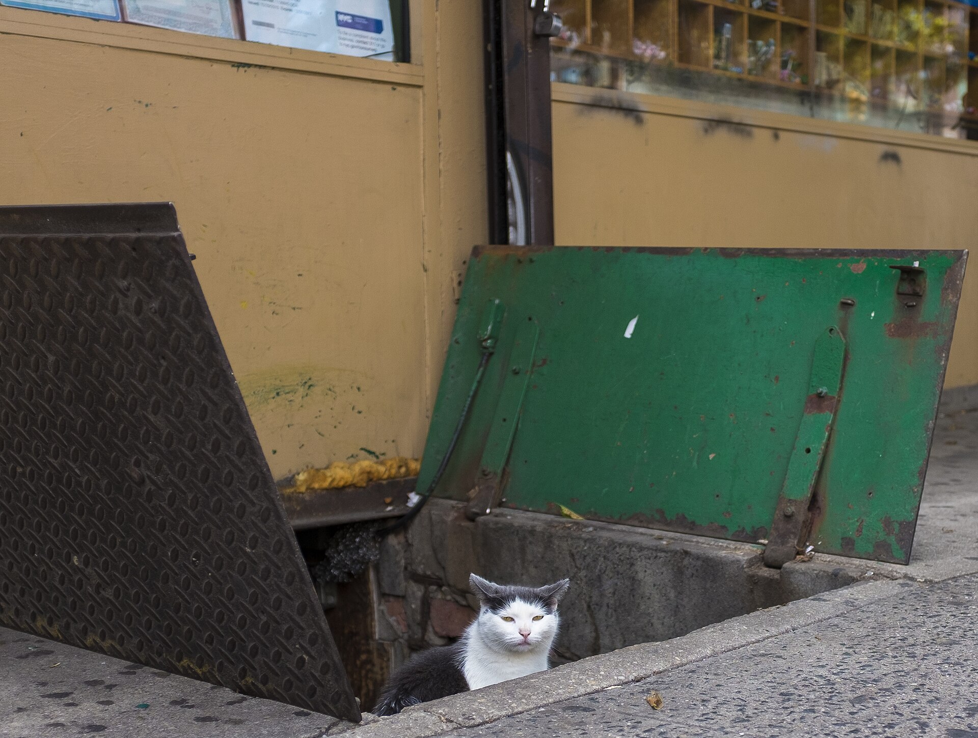 A bodega cat in New York City