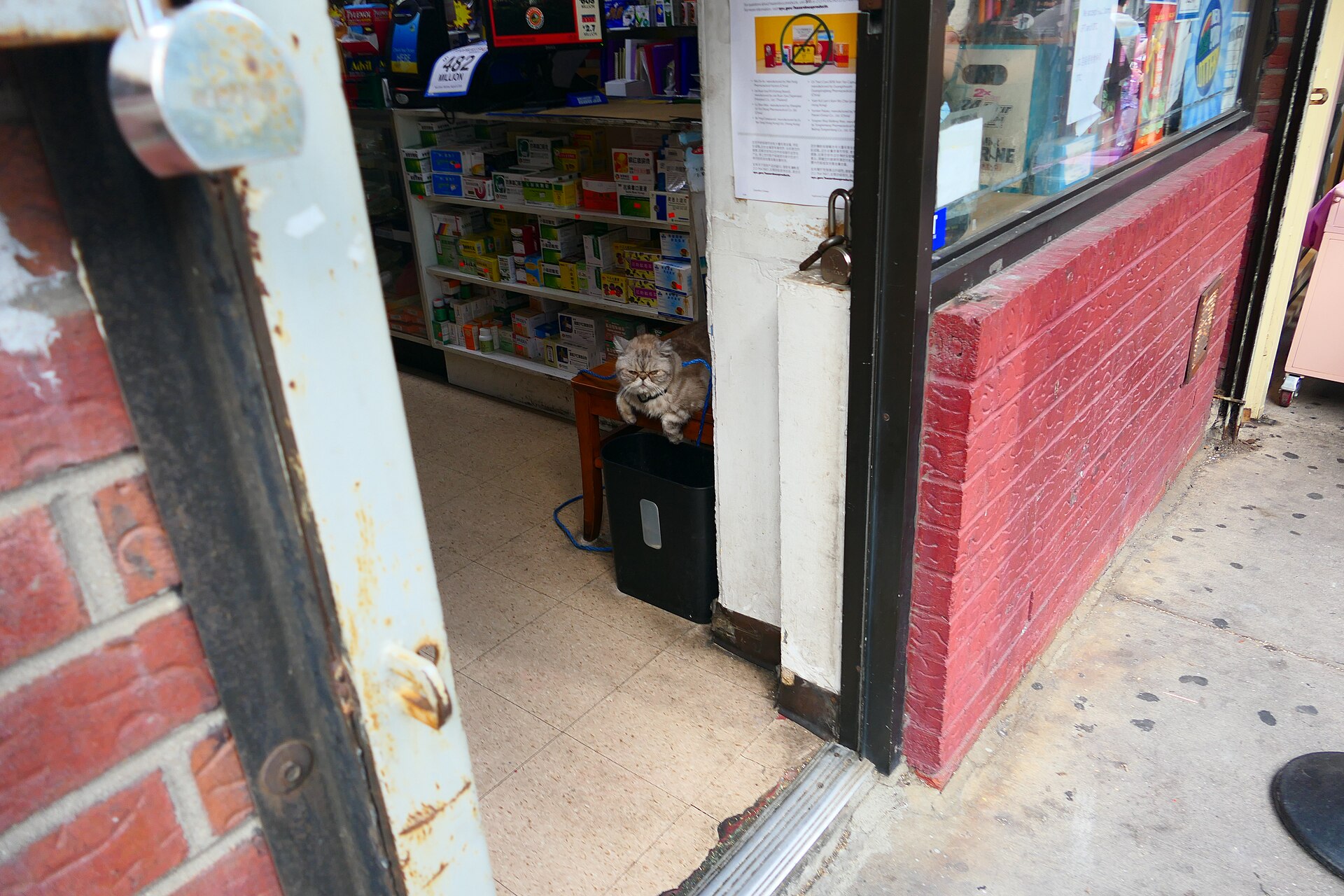 A bodega cat on the shelves of a New York corner shop