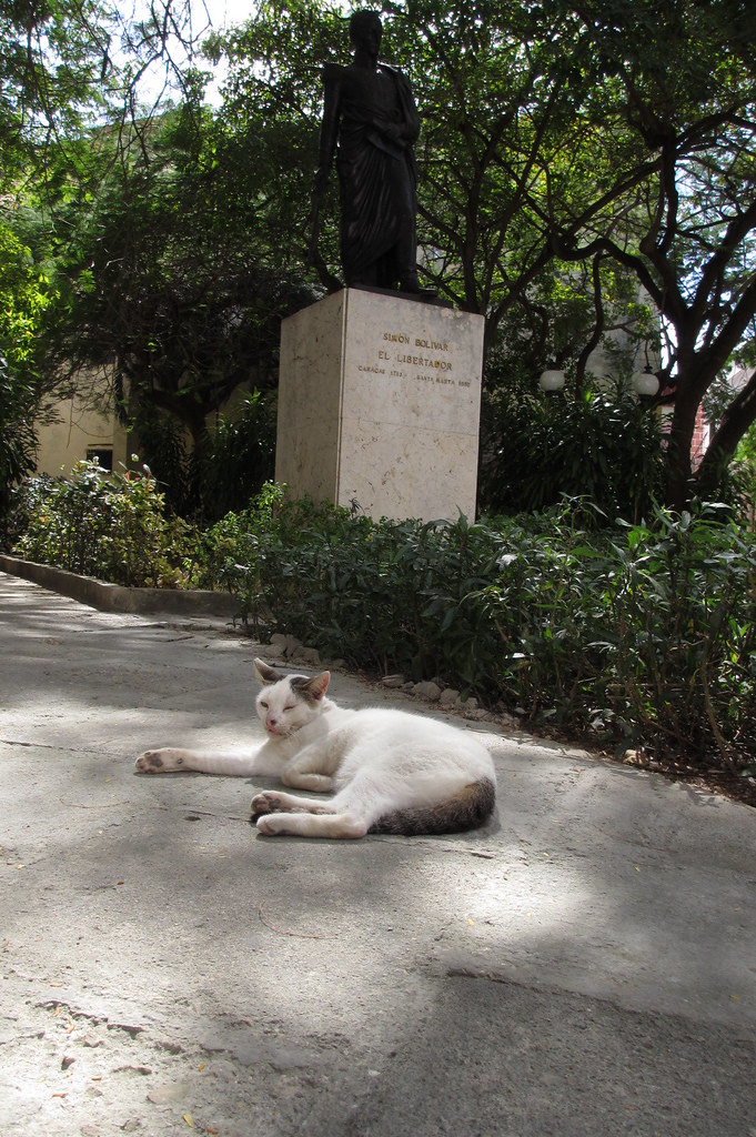 A white cat asleep below the statue of Simón Bolívar in Old Havana