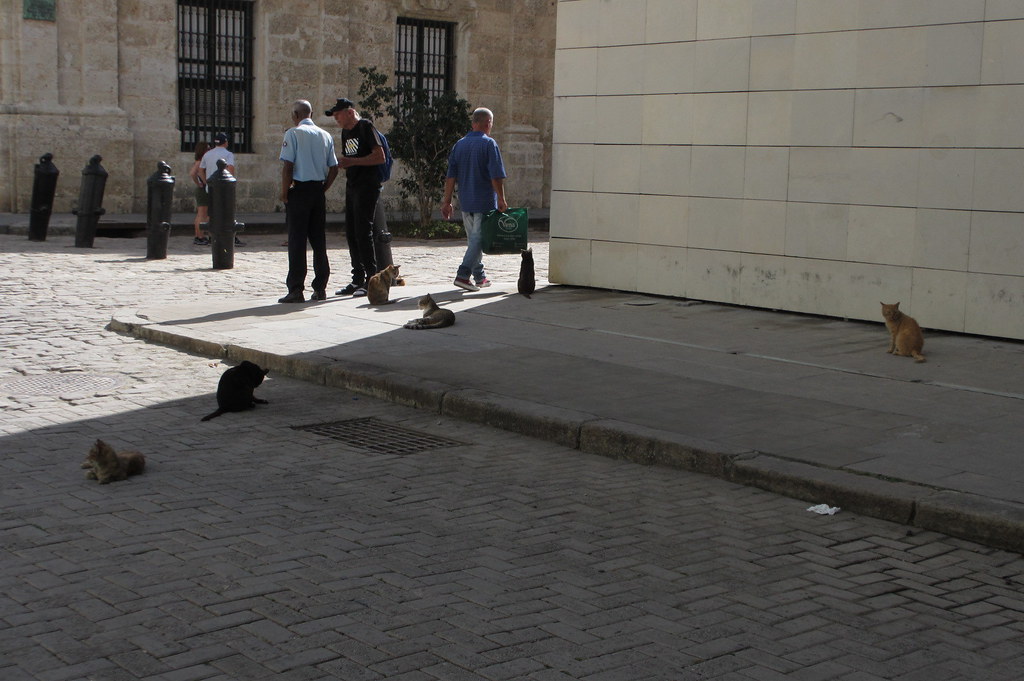 Cats in Old Havana
