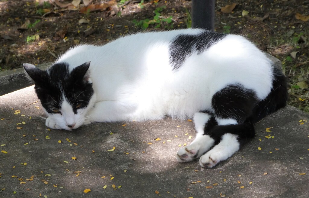 A black and white cat asleep in the shade in Old San Juan