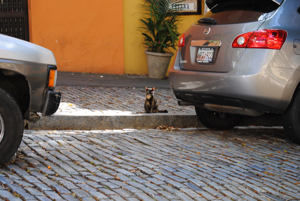 A tortoiseshell cat between parked cars on a cobbled street in Old San Juan