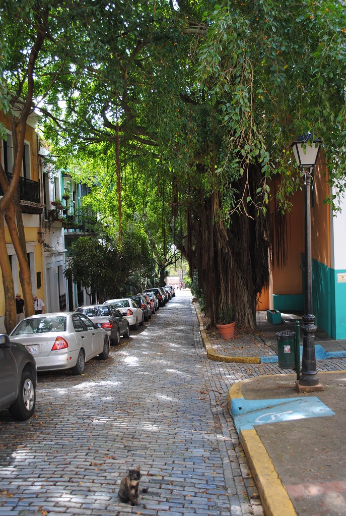 A cat on the blue cobbles of Old San Juan
