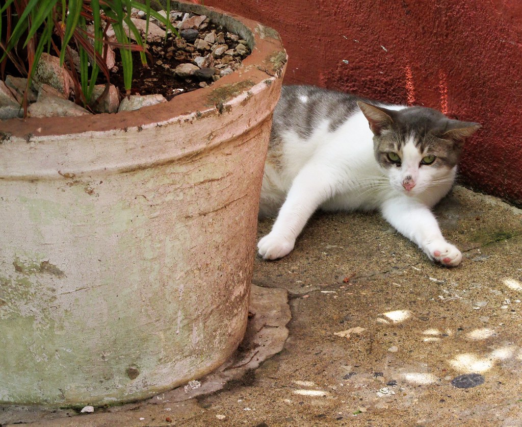 A feral cat on Calle del Hospital in San Juan