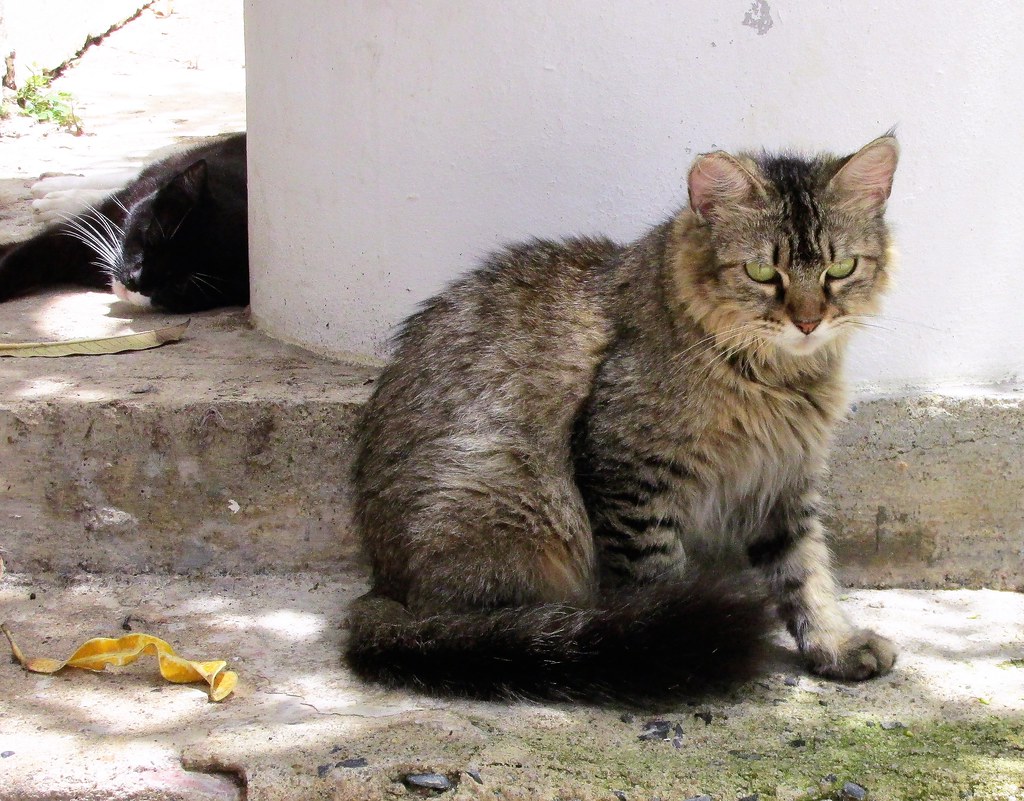 A street cat on Calle del Hospital, Old San Juan