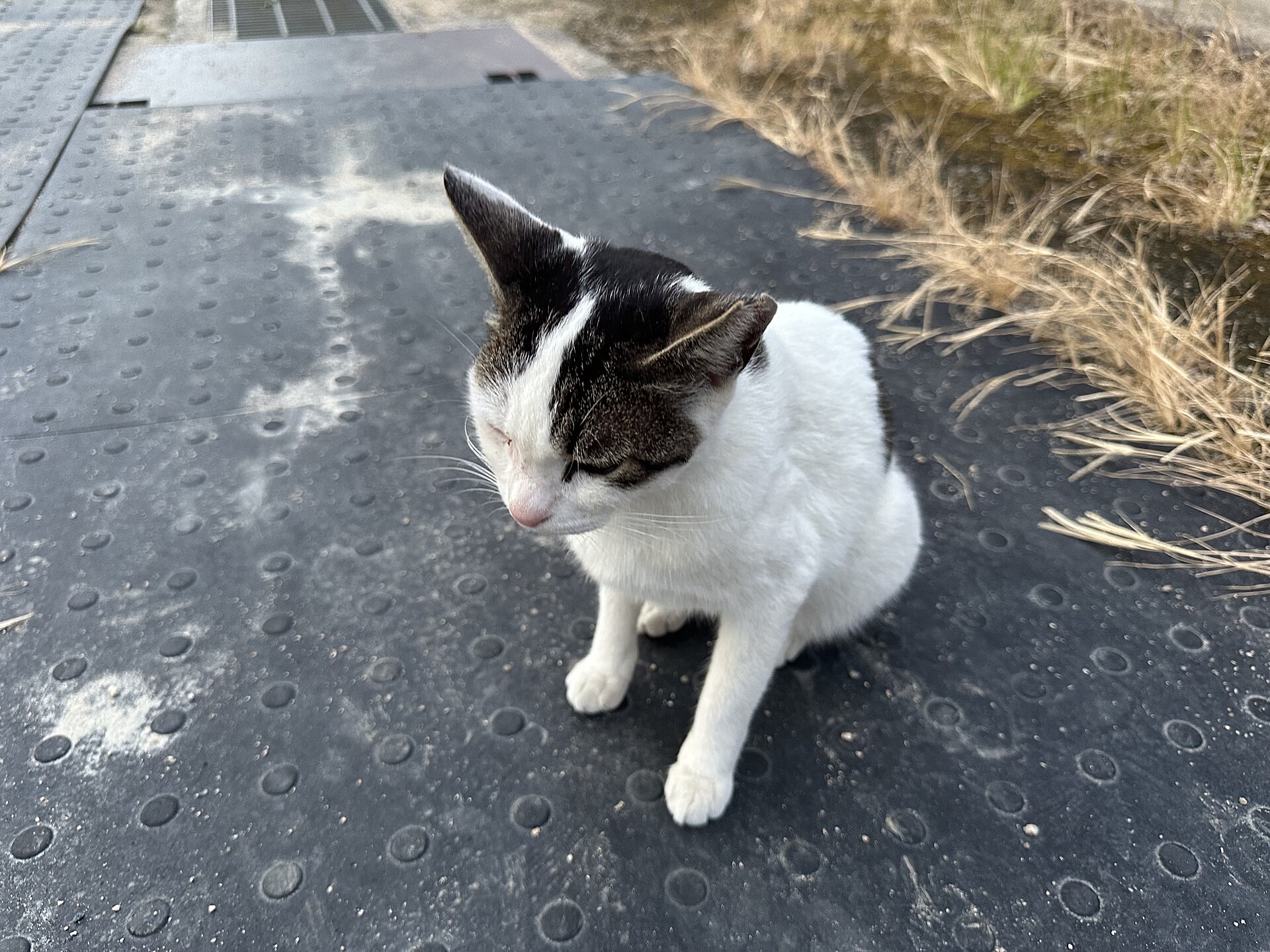 A white cat with a black and tabby patched head sitting on a rubber mat on a road in Onomichi
