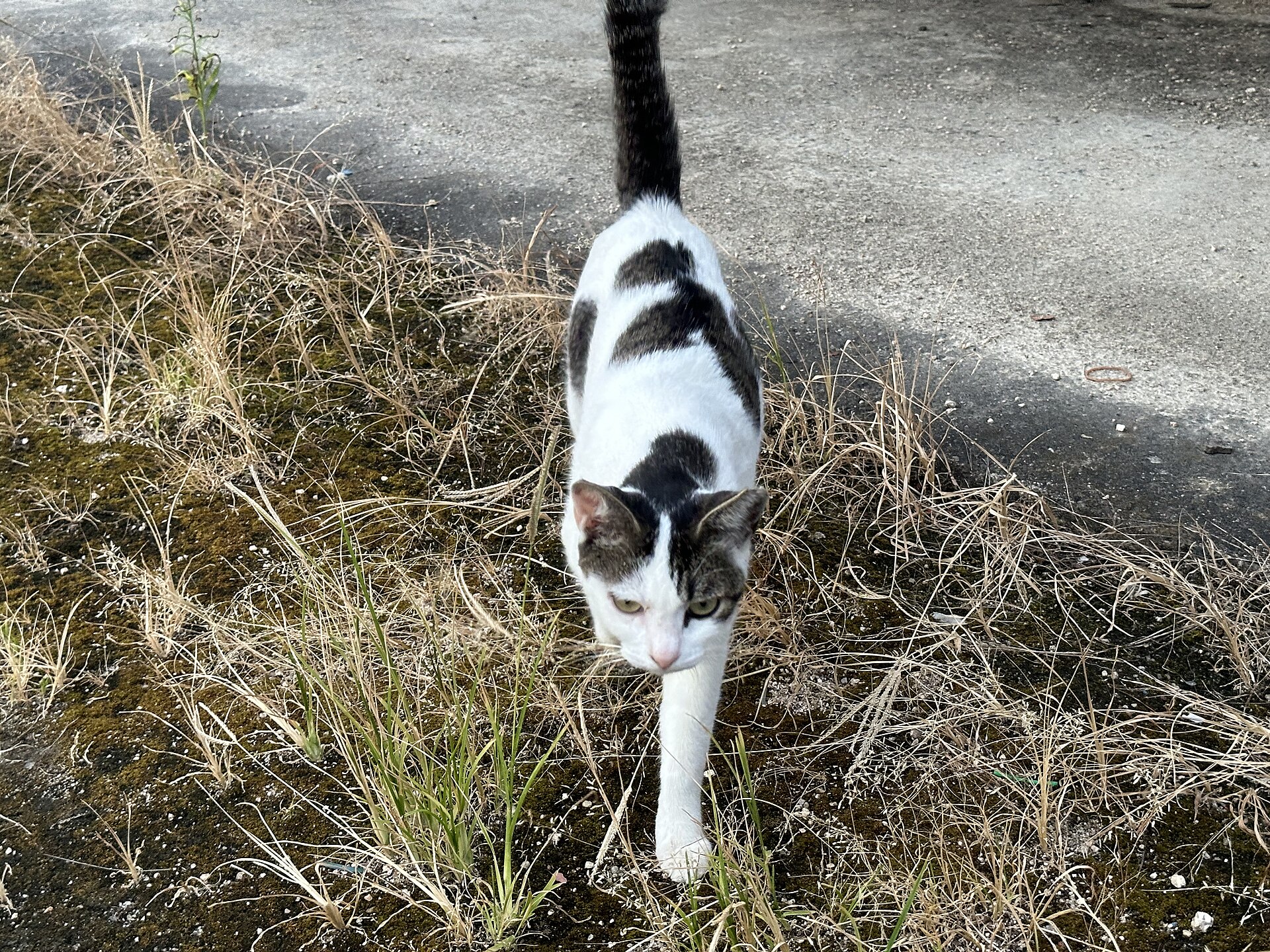 A cat in Onomichi, Hiroshima