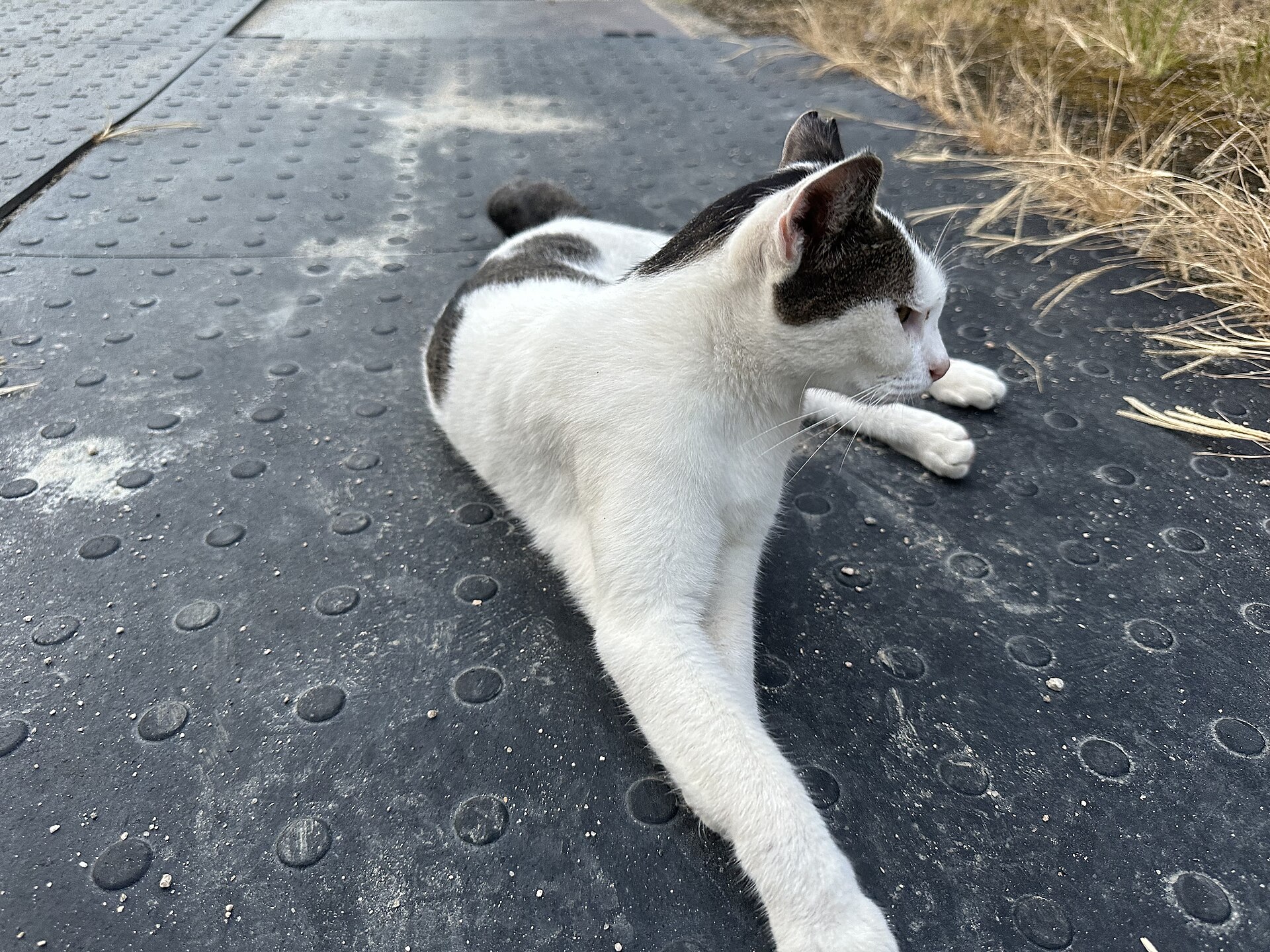 A cat on the hillside in Onomichi