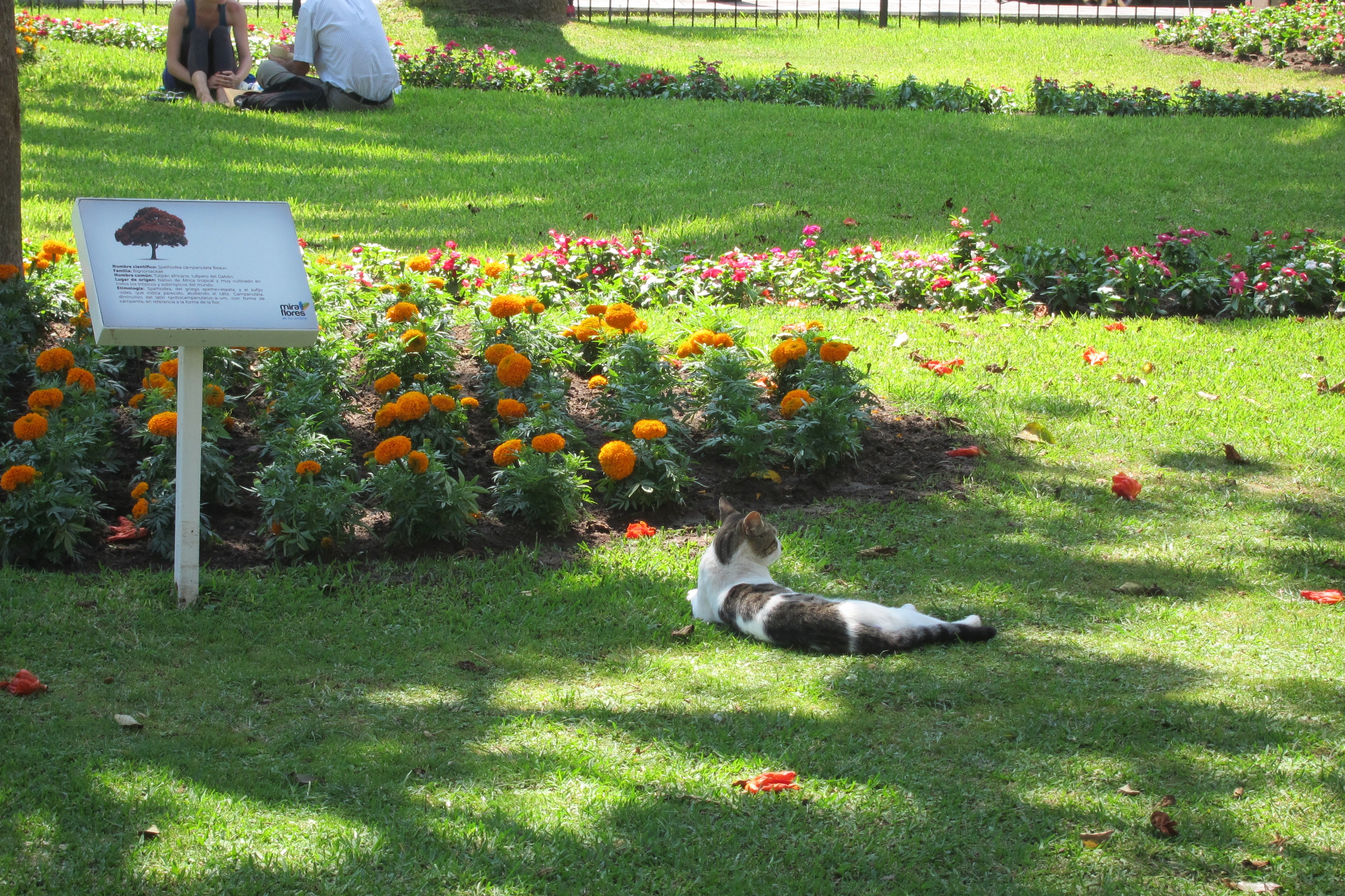 A cat in Lima