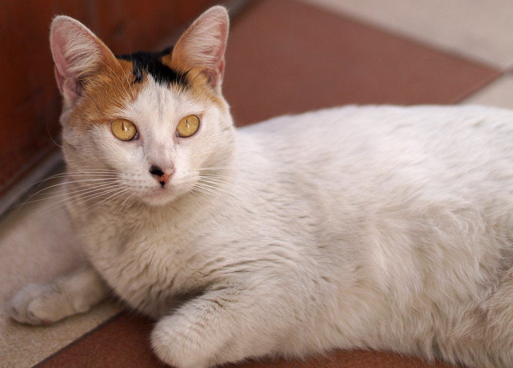 A calico cat lying on the tiles