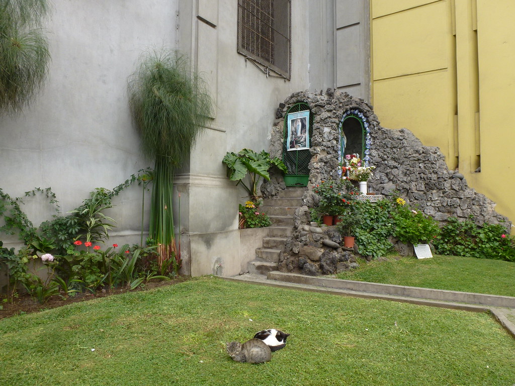 A cat in Miraflores, Lima