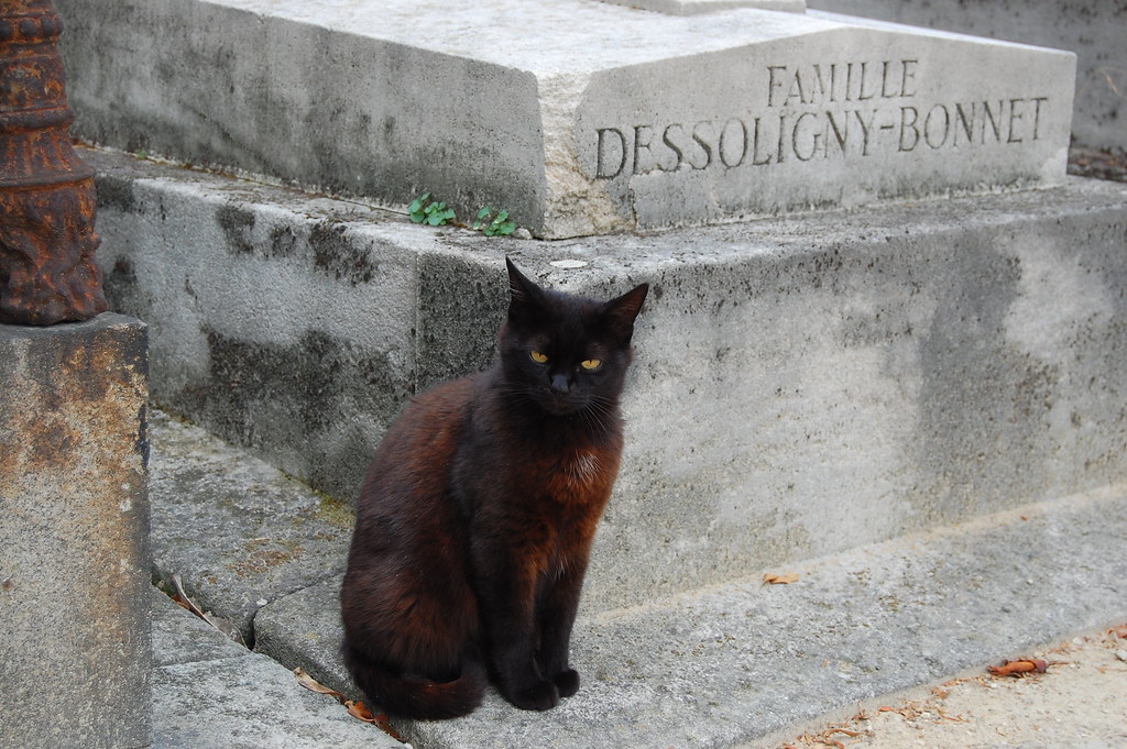 The cat of Père Lachaise cemetery, Paris