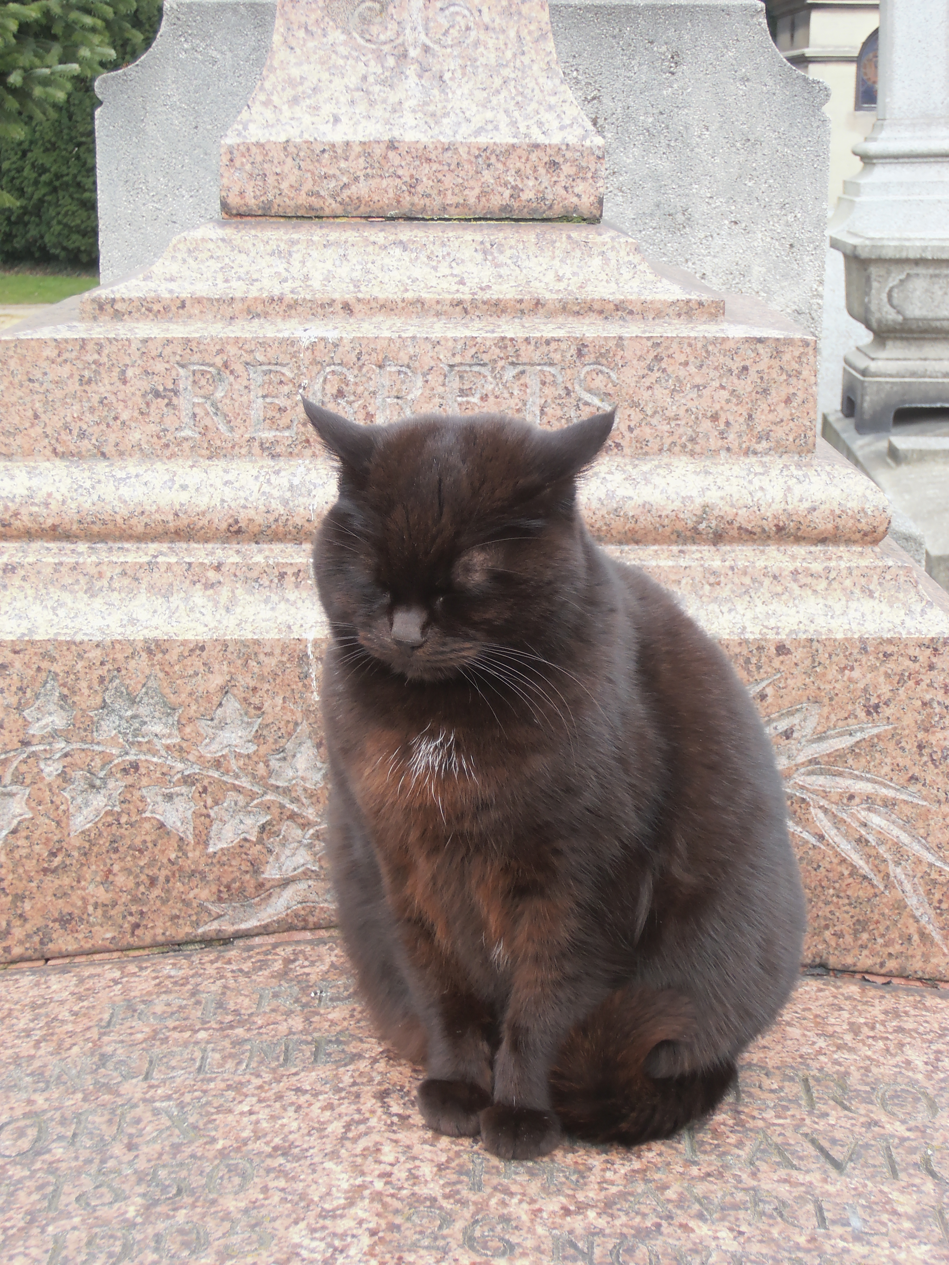 A cat in Père Lachaise cemetery