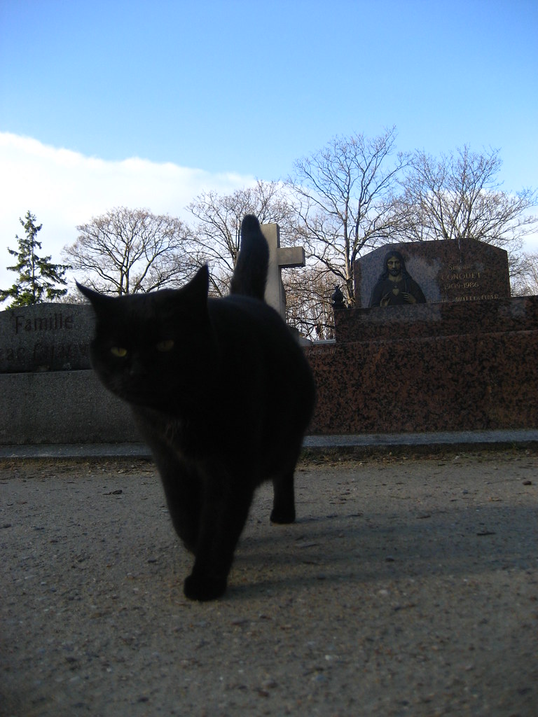 A cat among the graves at Père Lachaise