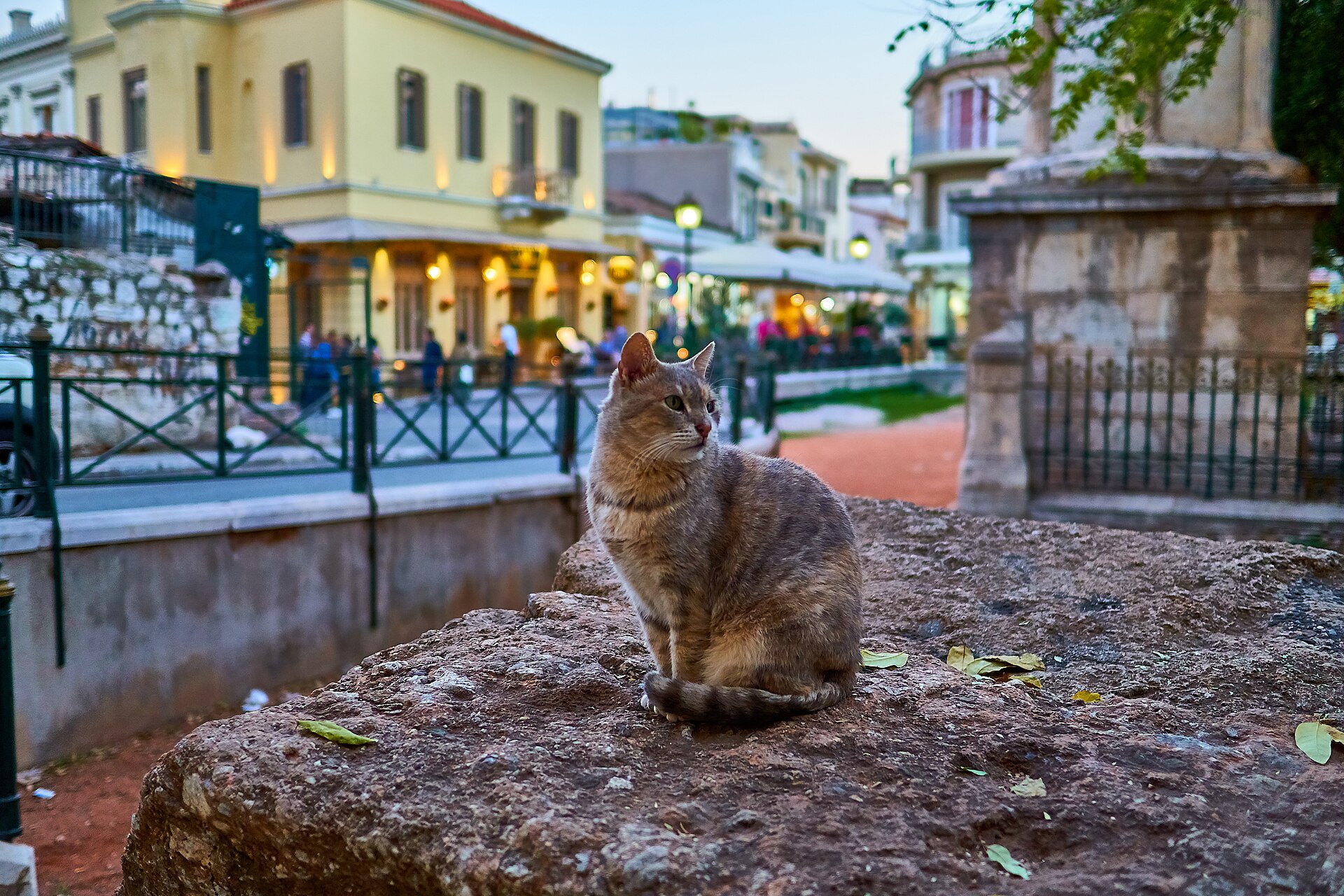 A stray cat sitting beside the Monument of Lysicrates in Plaka, Athens