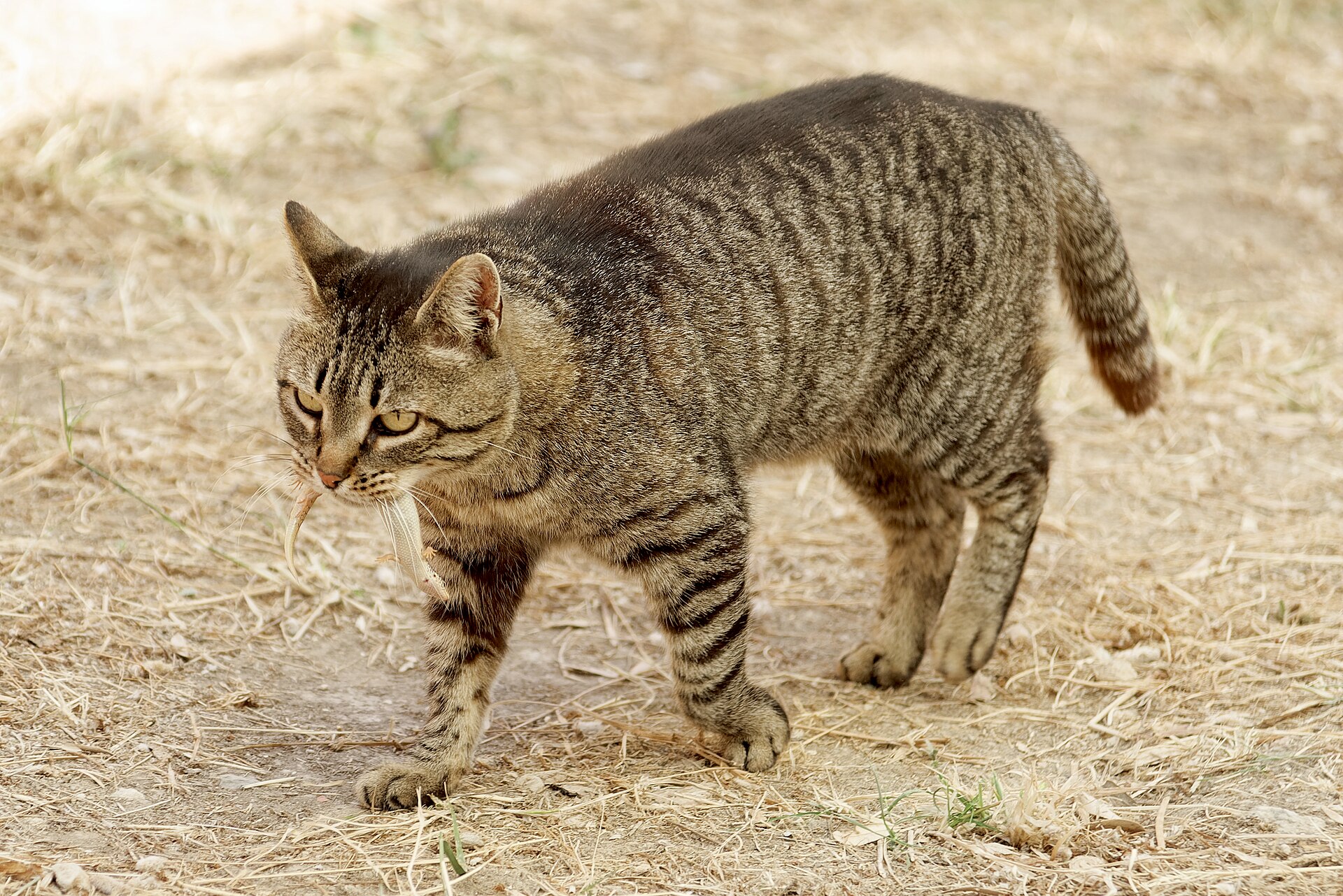 A cat on the Acropolis of Athens with a lizard it has caught