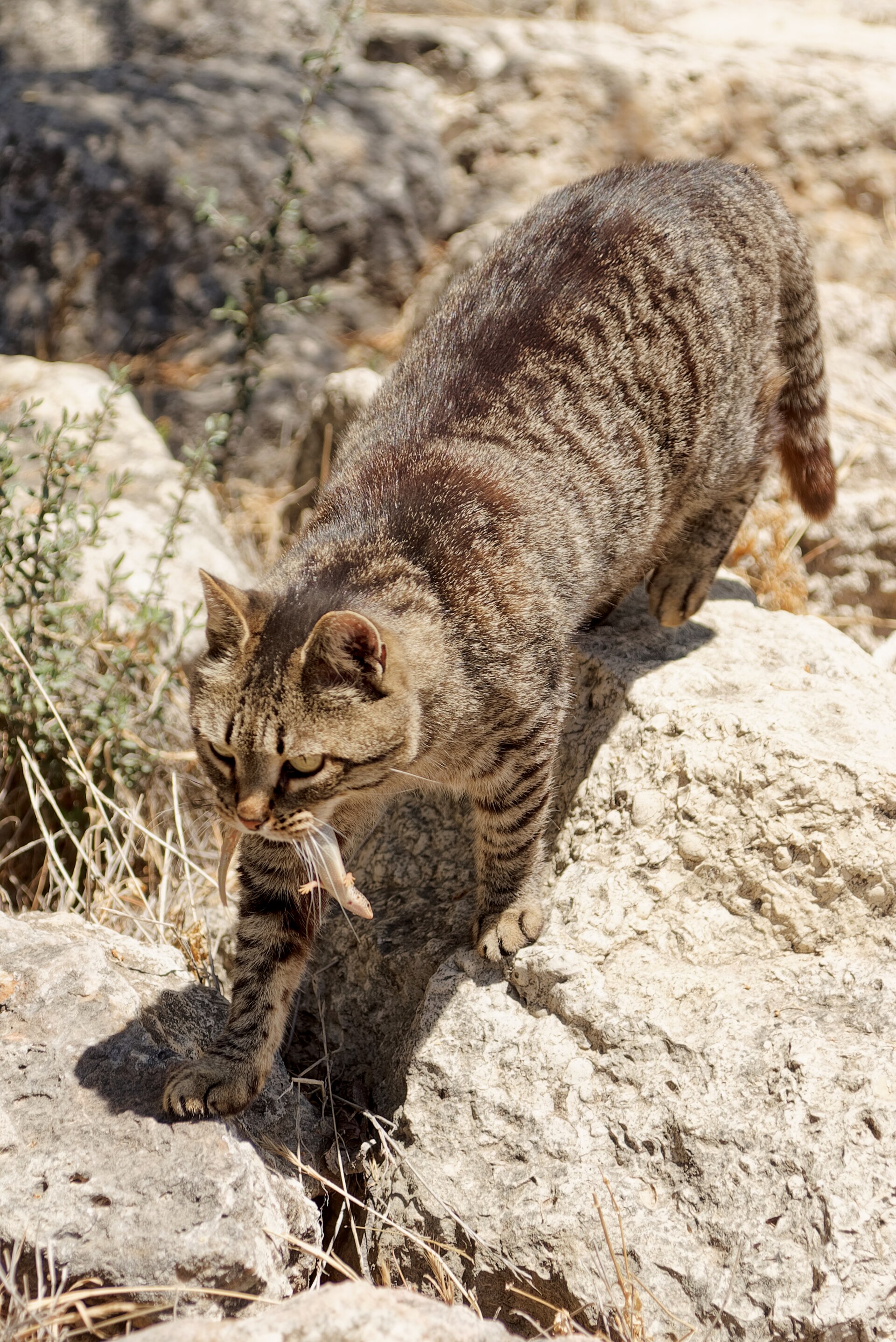A cat carrying a lizard across the stones of the Acropolis