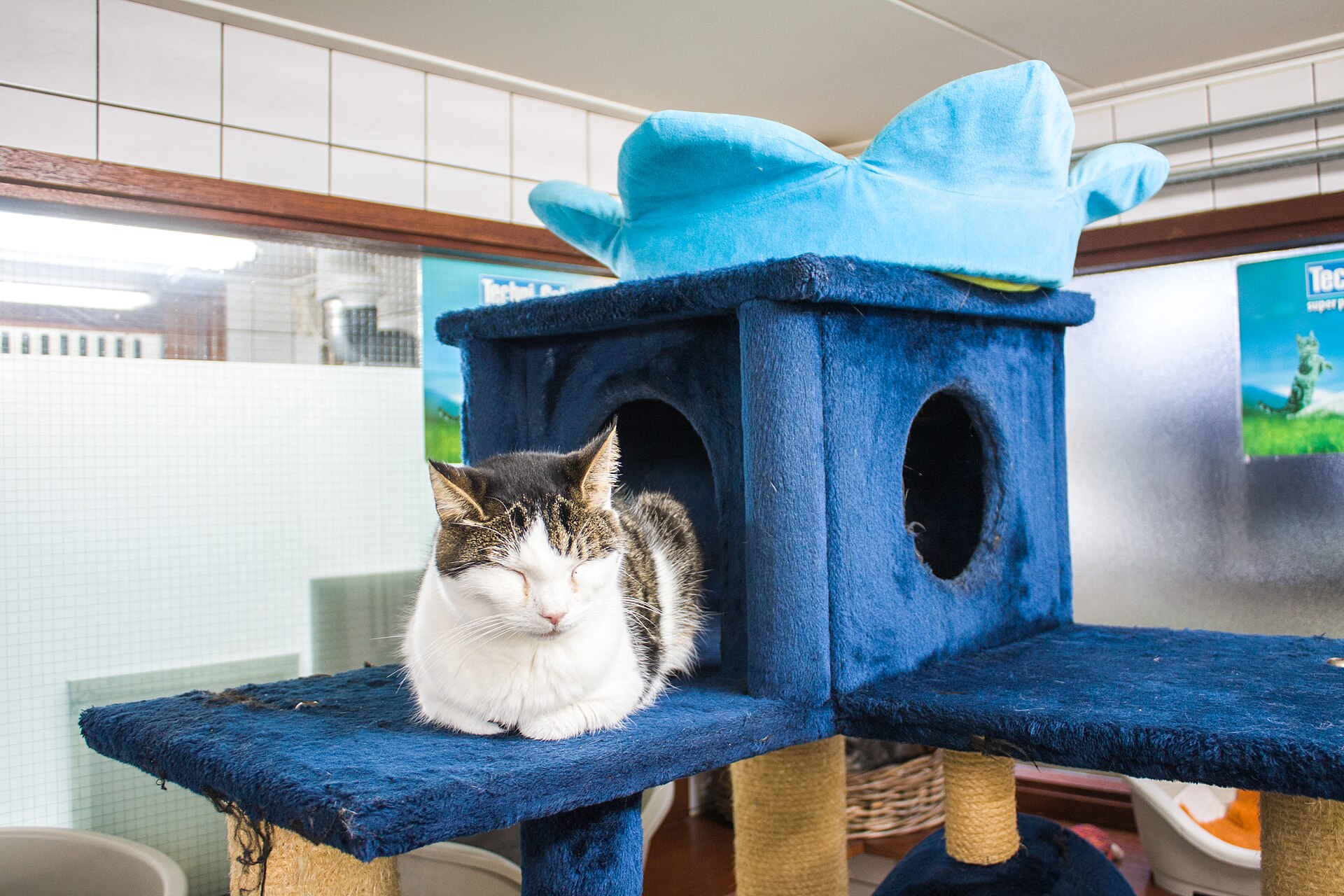 The Poezenboot cat sanctuary on the Singel canal in Amsterdam