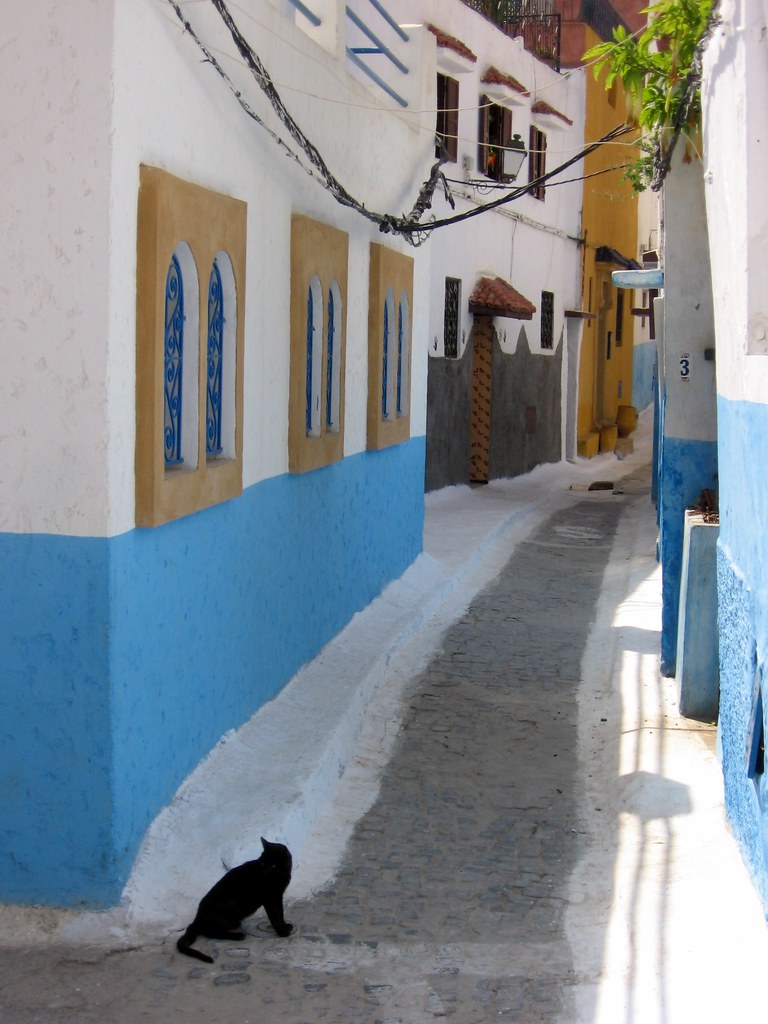 A black cat against the white walls of the Kasbah of the Udayas in Rabat