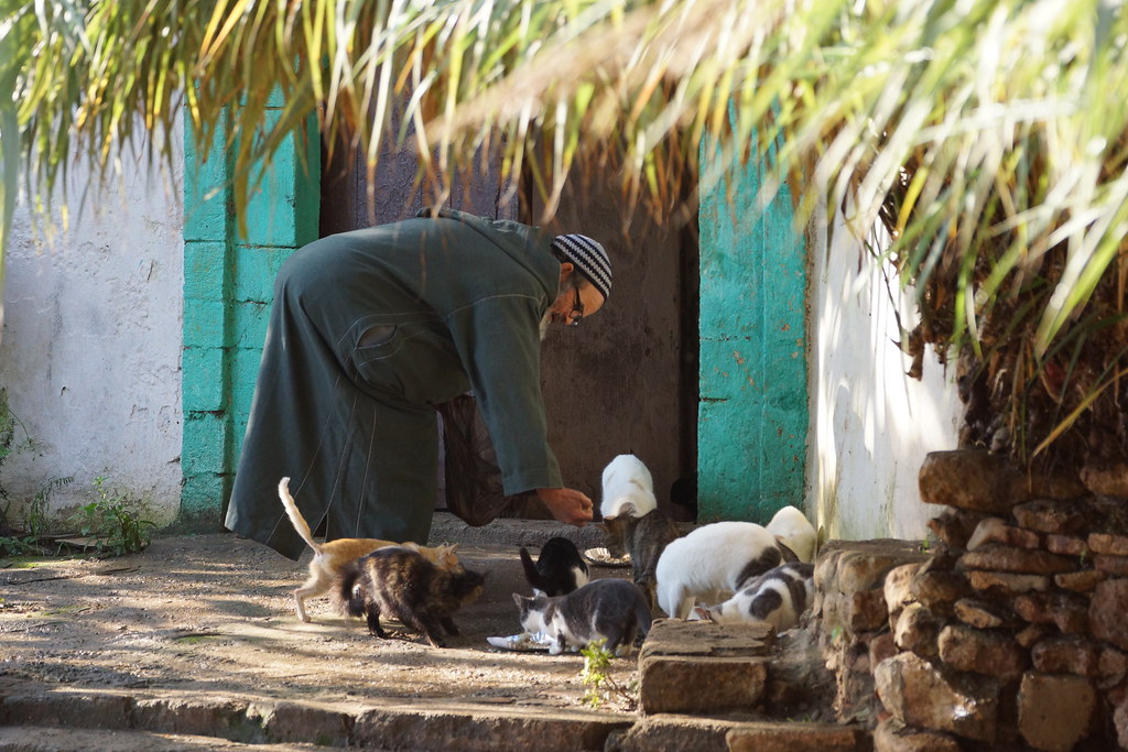 A man in a djellaba feeding a crowd of cats at a green doorway in Rabat