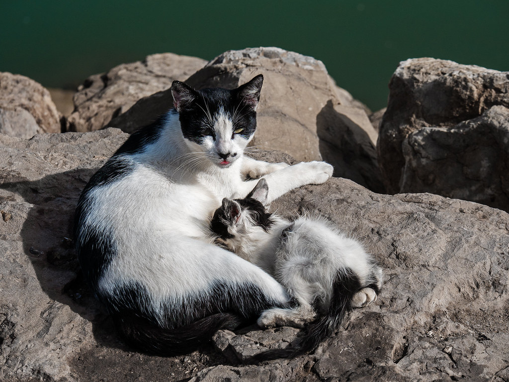 Street cats in Rabat