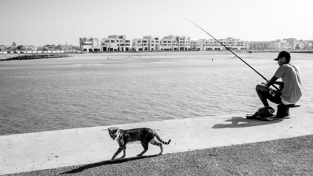 A tabby cat walking past a fisherman on the river wall in Rabat