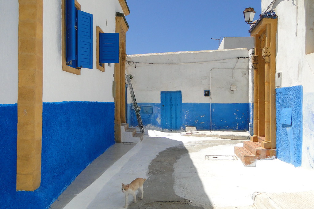 A whitewashed street in the Kasbah of Rabat with a cat