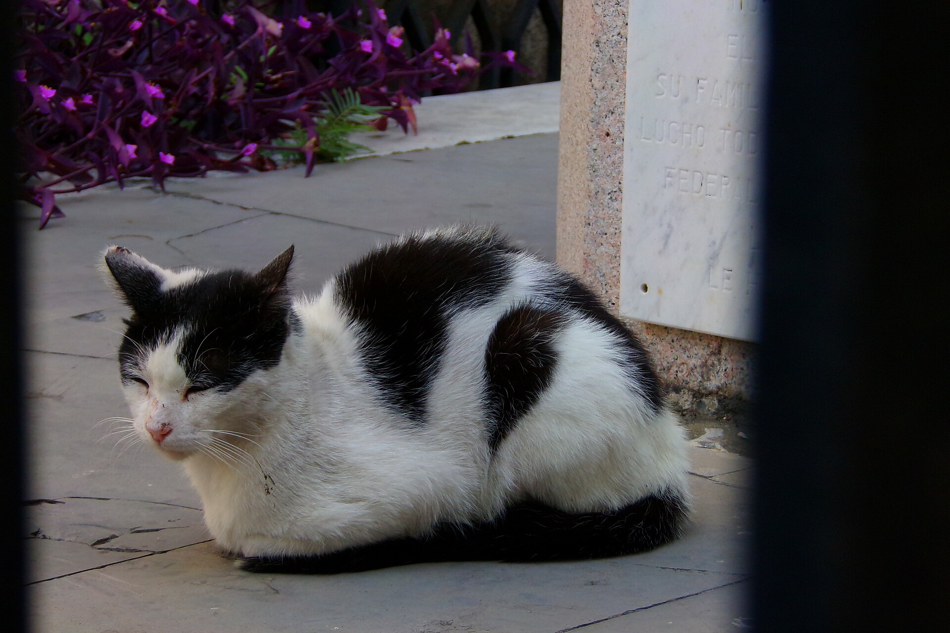 A cat among the mausoleums of Recoleta Cemetery