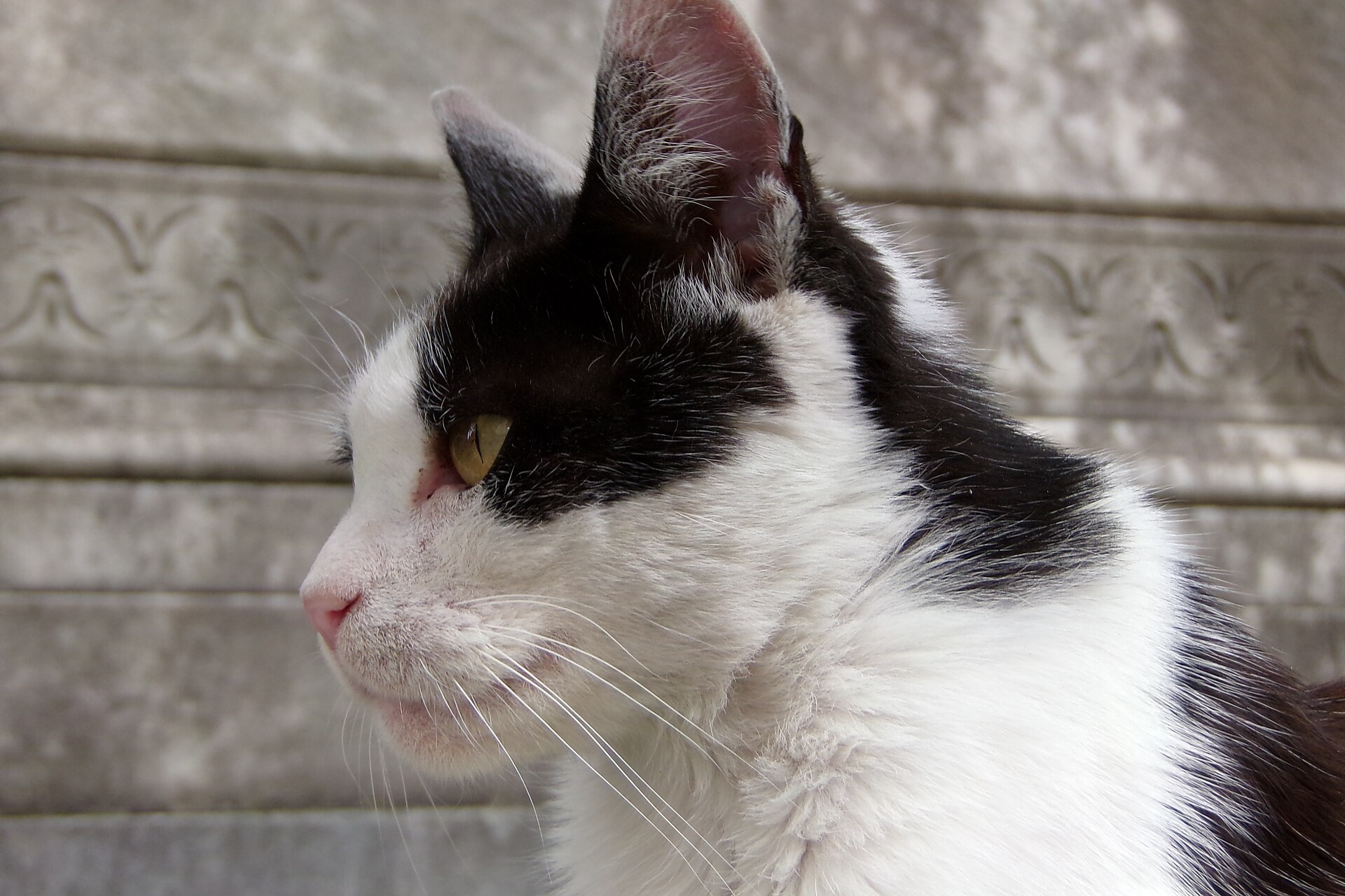 A cat in Recoleta Cemetery