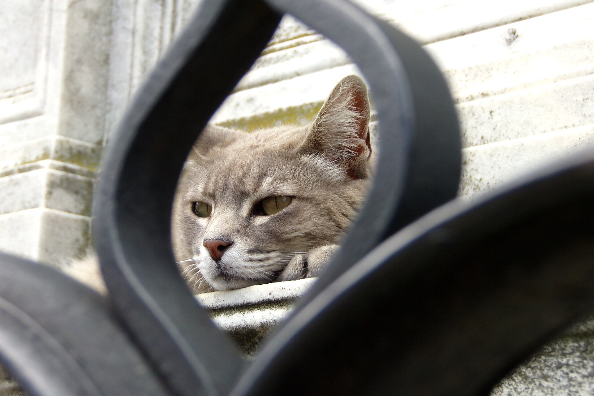 A sleepy cat in Recoleta Cemetery