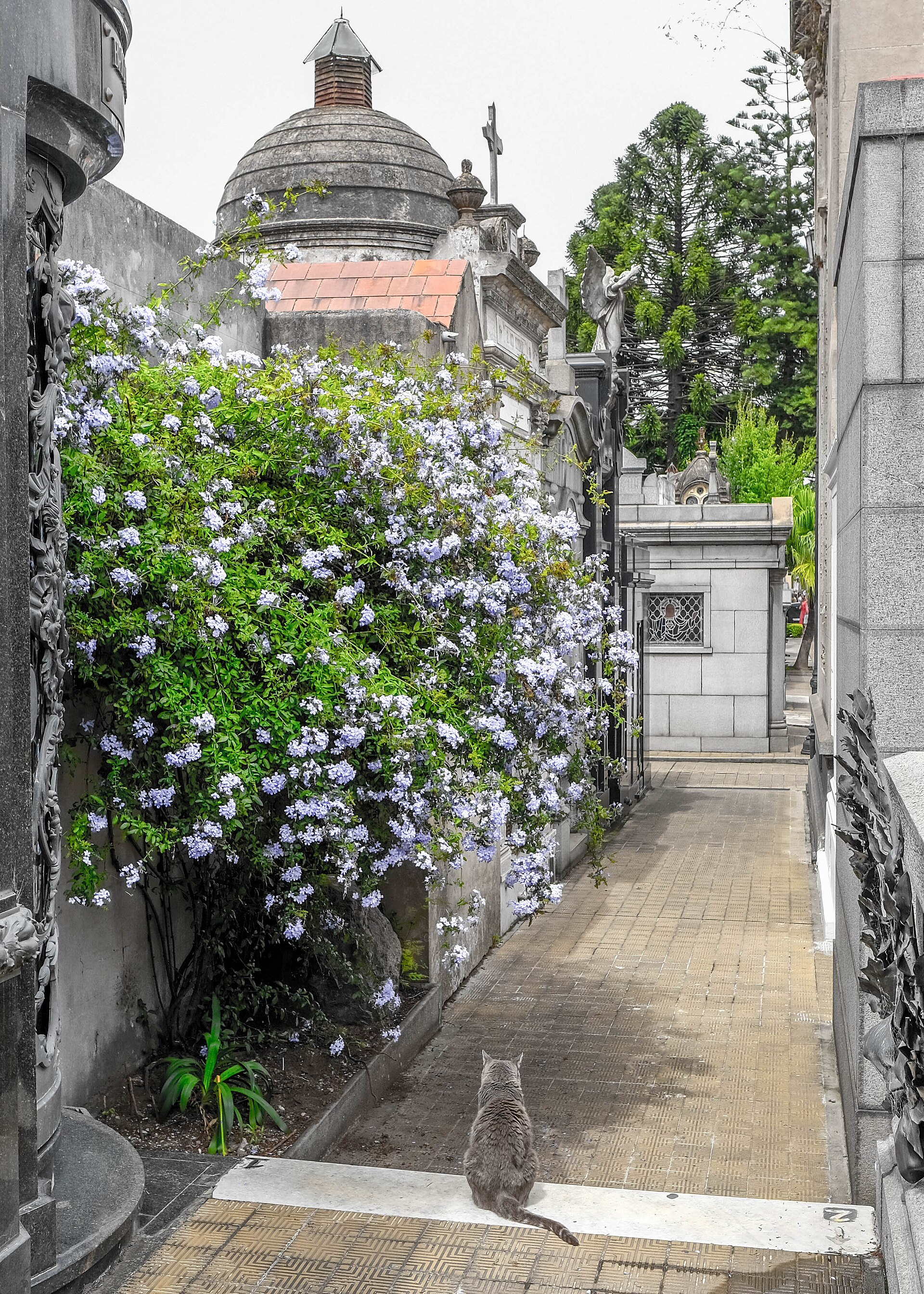 A cat on a tomb in Recoleta Cemetery