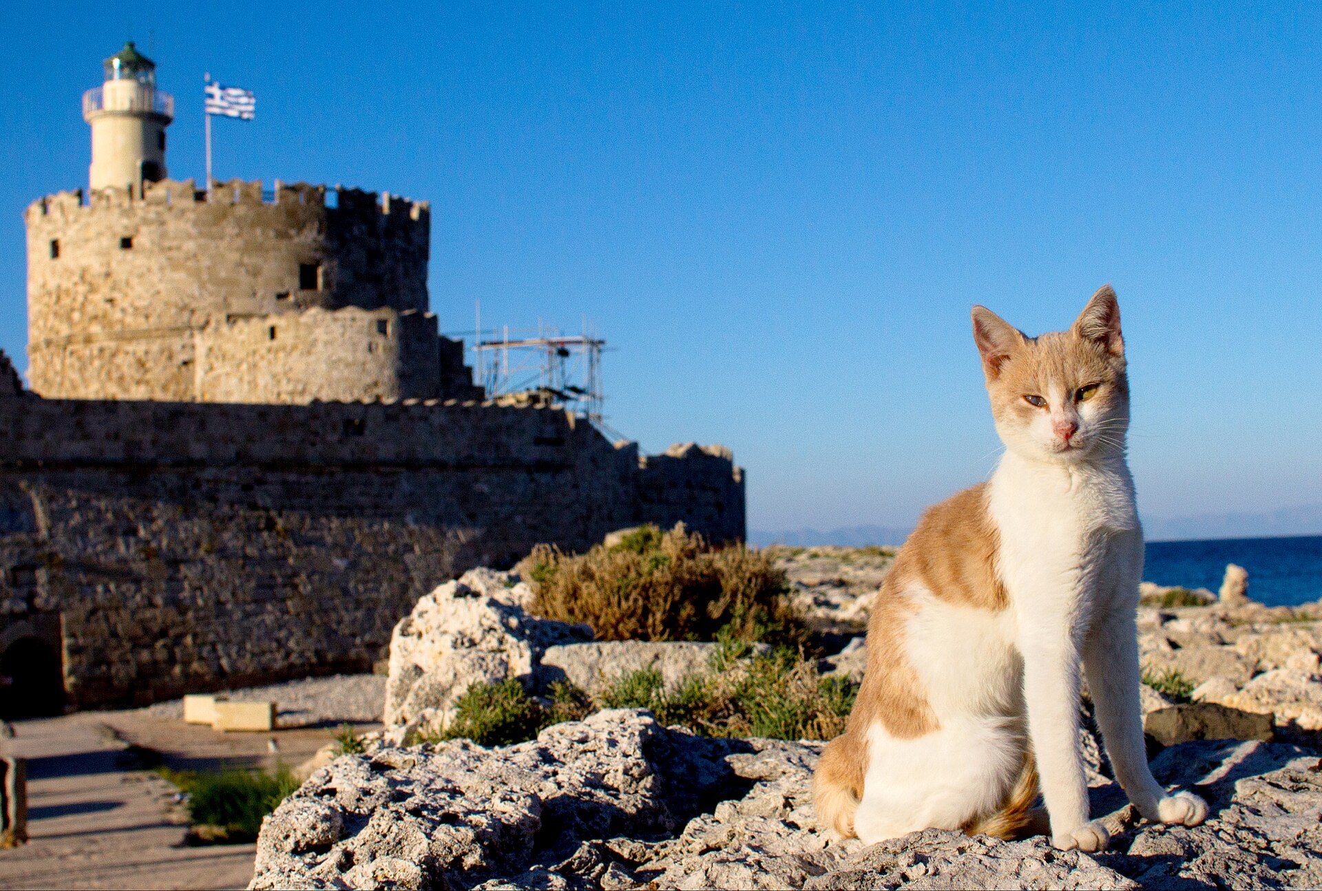 A confident cat sitting on the stone of the Rhodes fortress
