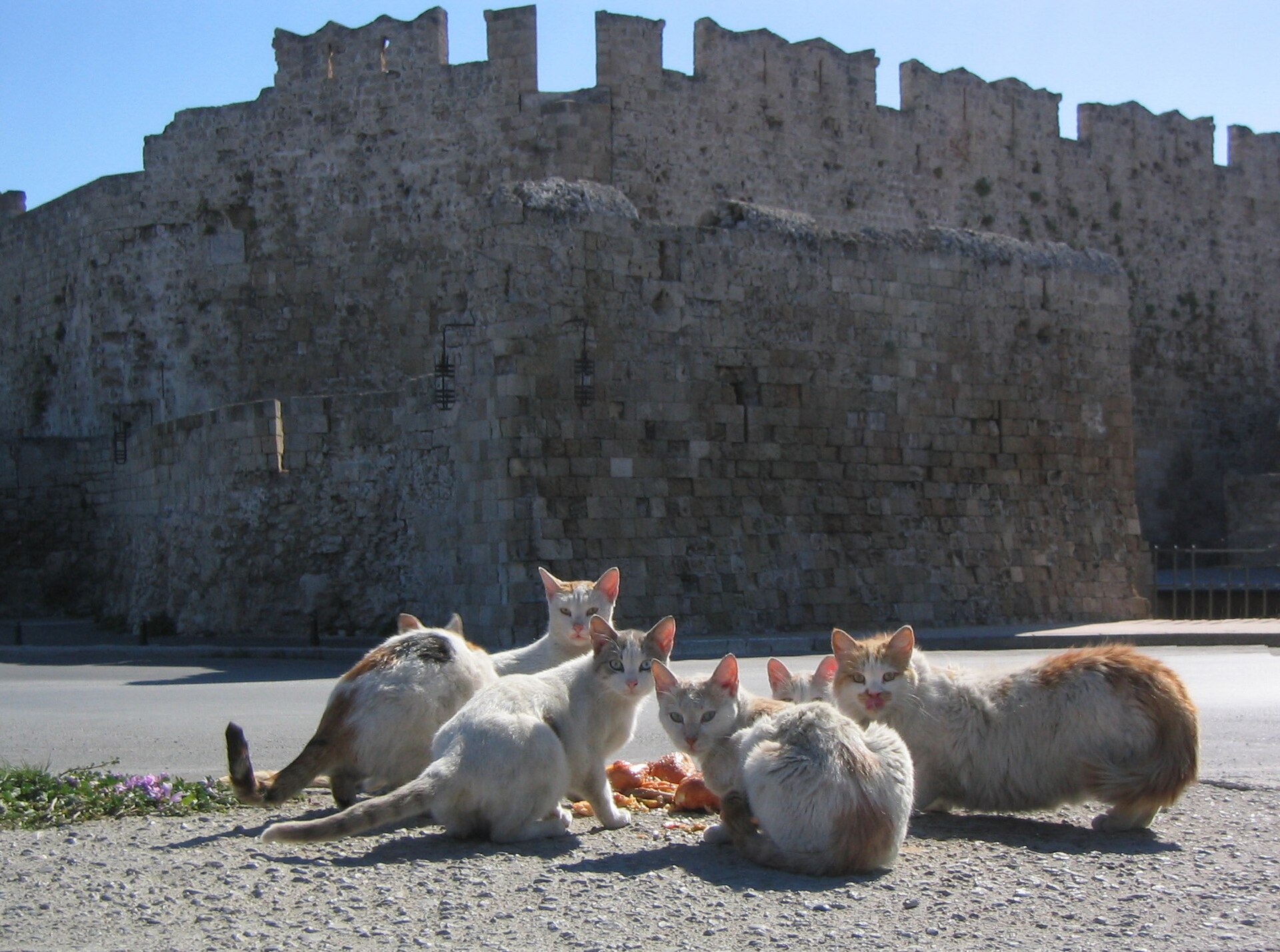 Stray cats in front of the old city walls of Rhodes