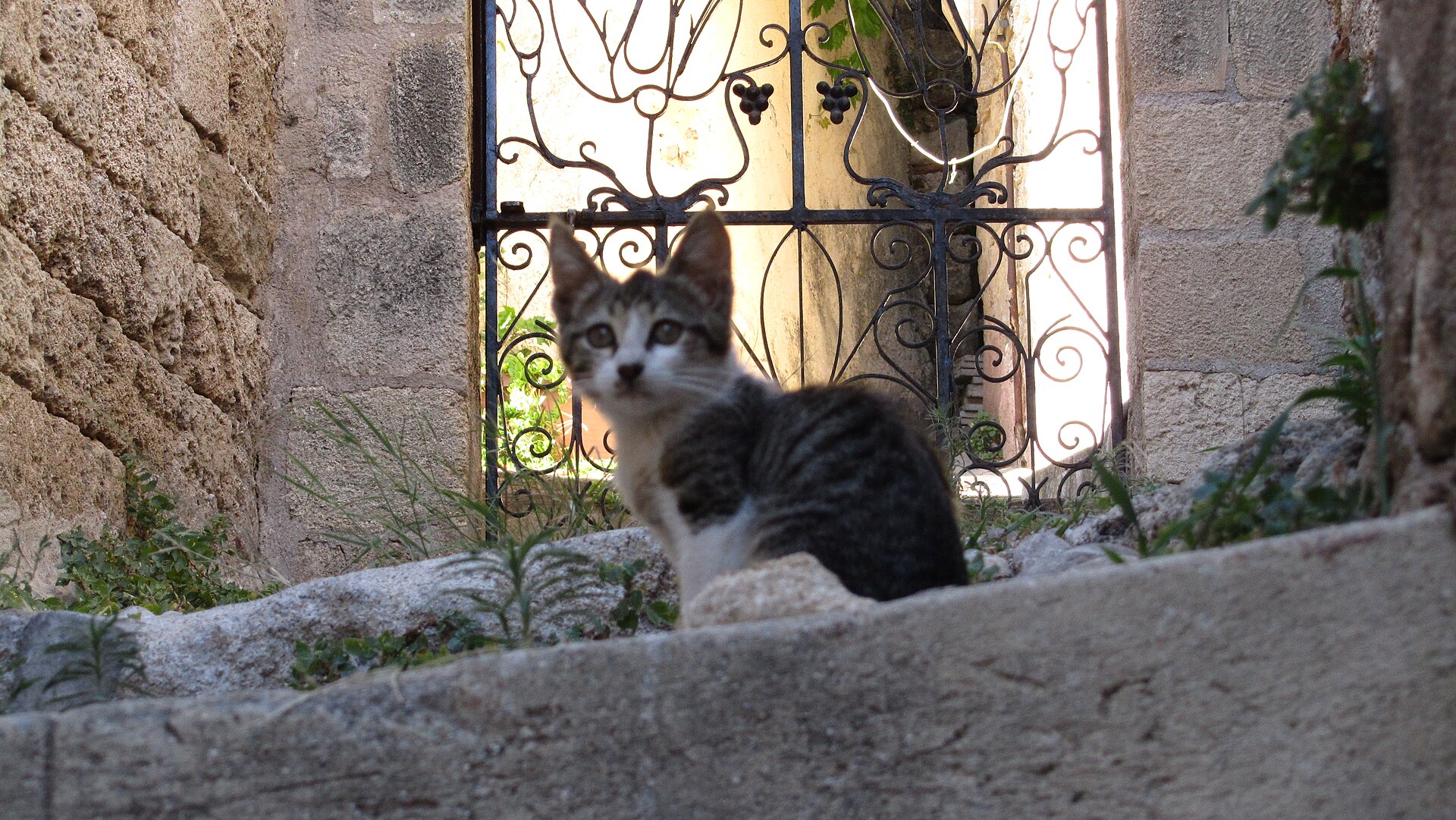 A kitten in the old town of Rhodes