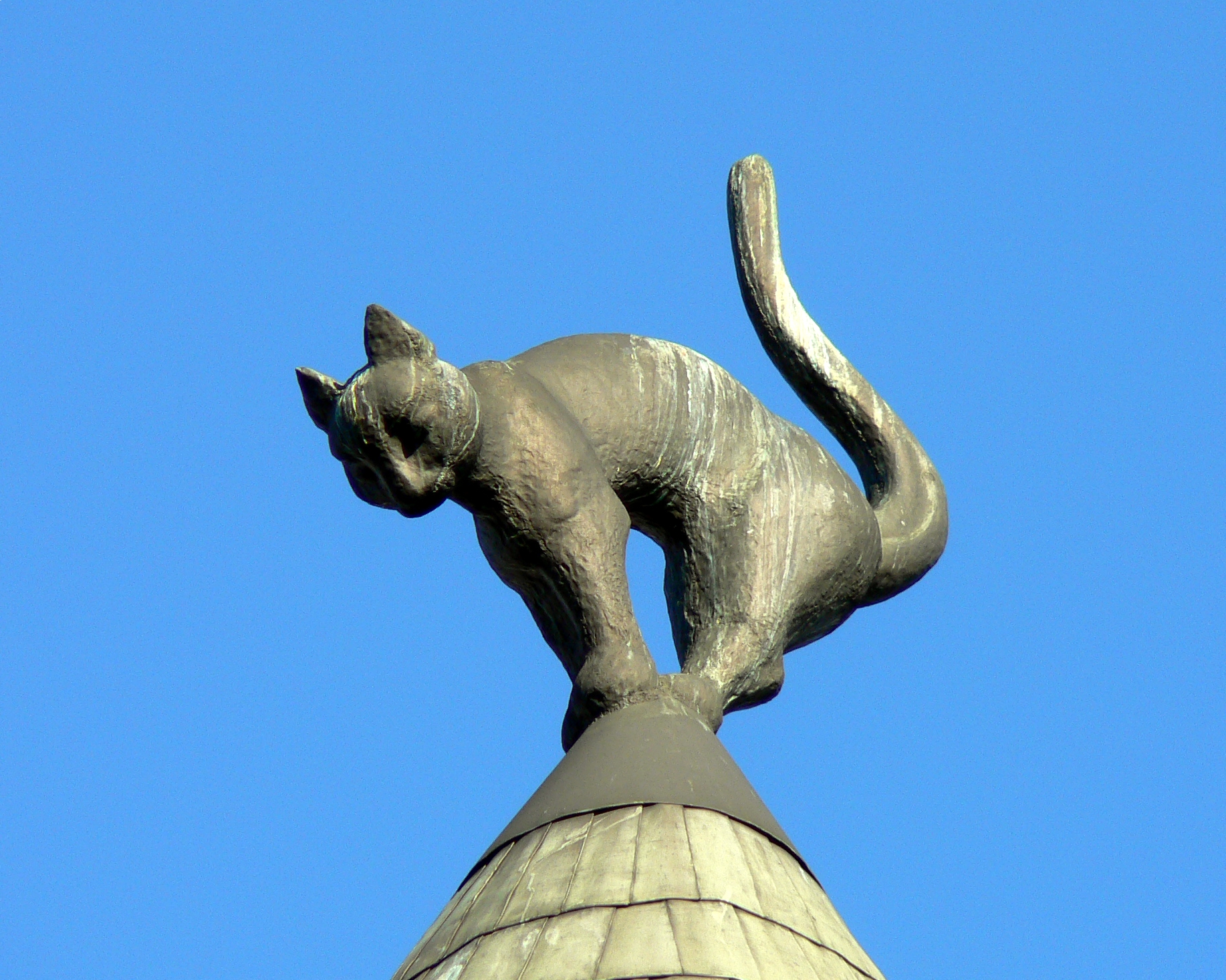 The rooftop cats of the Cat House in Riga