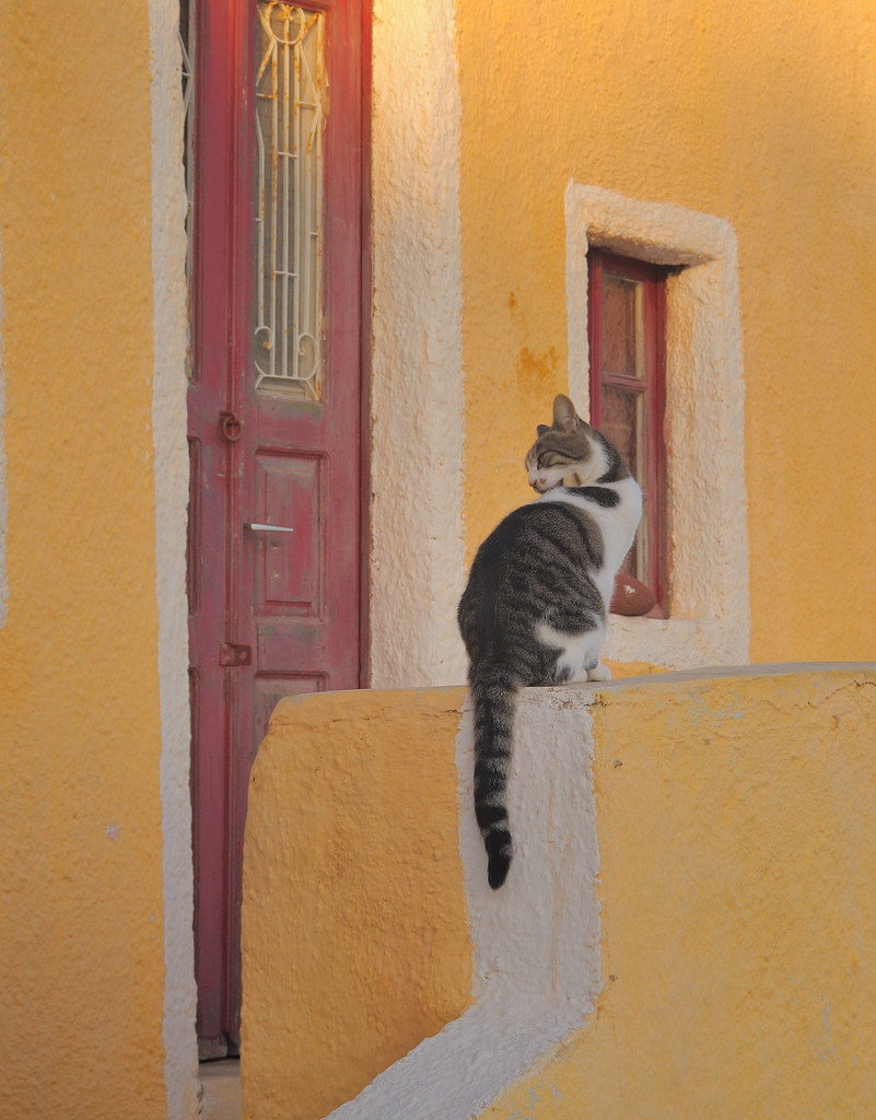 A cat in Santorini, Greece