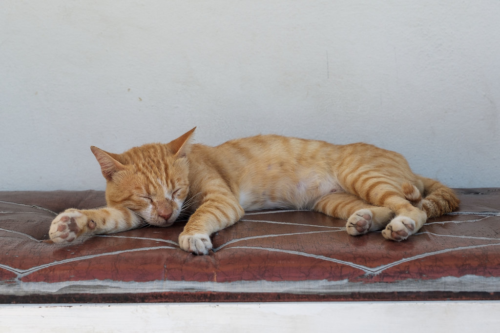 A Santorini cat on a step