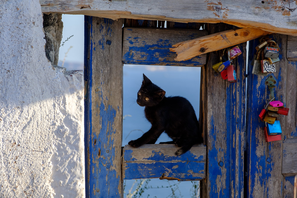 A cat on Santorini