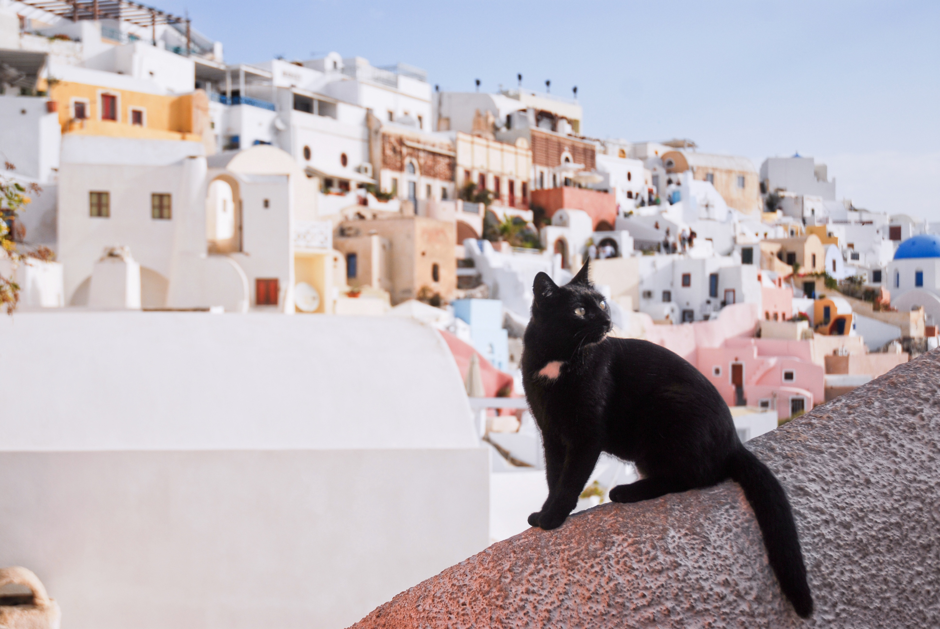 A cat with the caldera view behind at Firostefani
