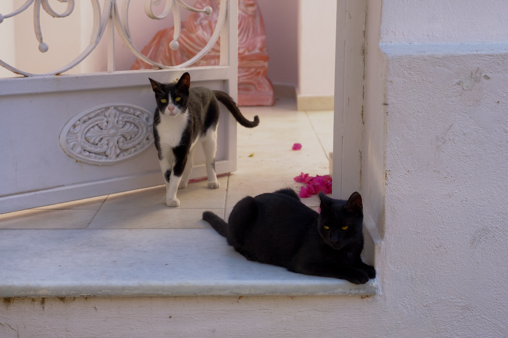 Cats on Santorini