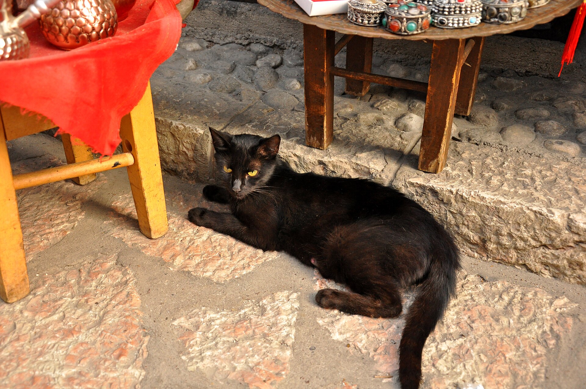 A cat in Baščaršija, Sarajevo