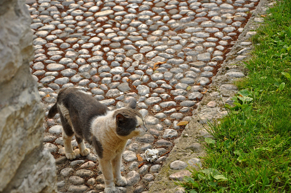 A street cat in the bazaar of Sarajevo