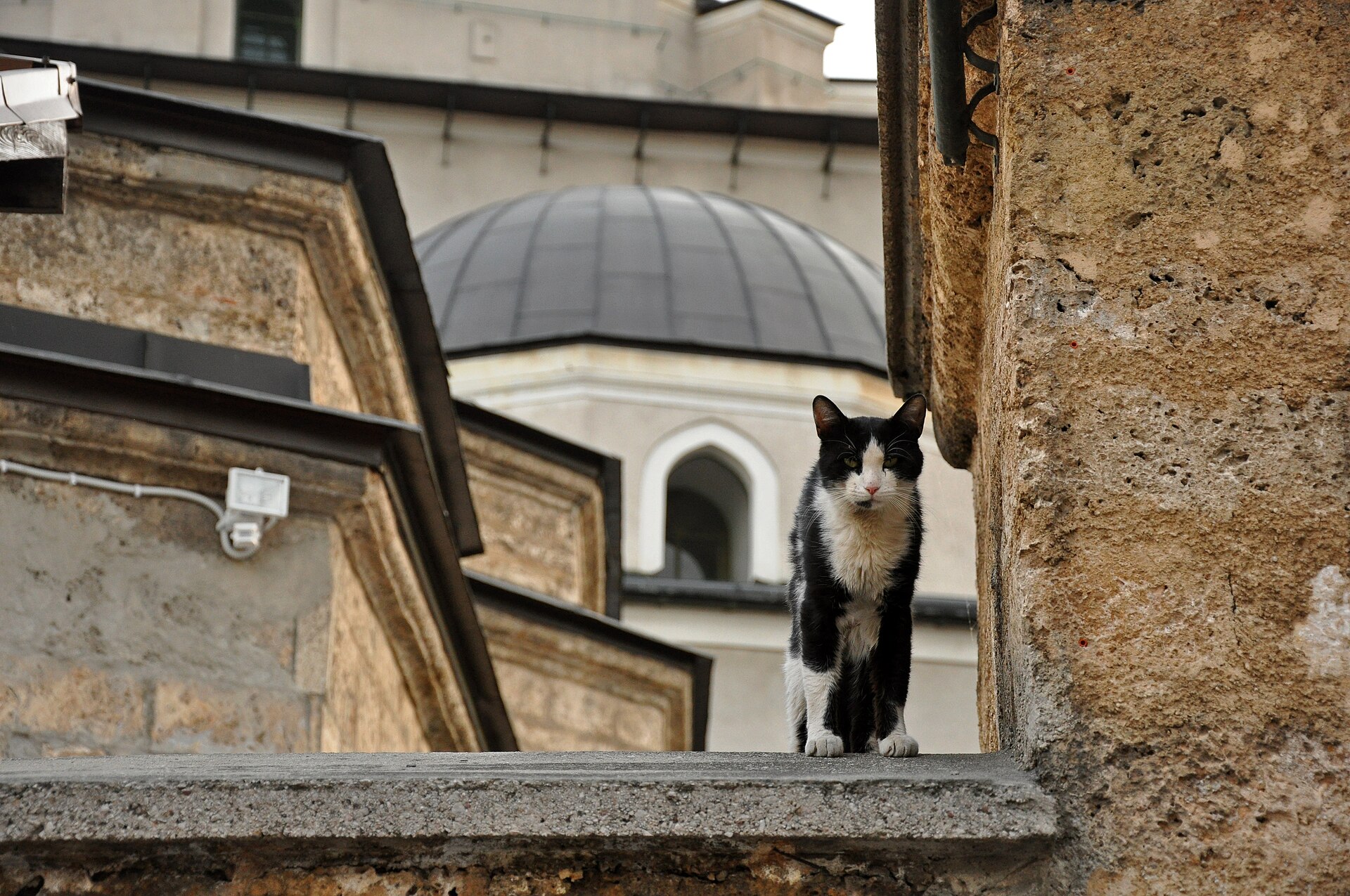 A cat outside the Gazi Husrev-beg Mosque in Sarajevo