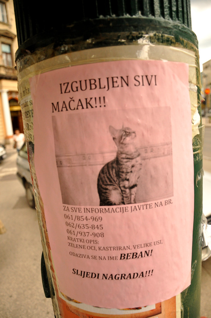 A lost cat flyer on a wall in Sarajevo